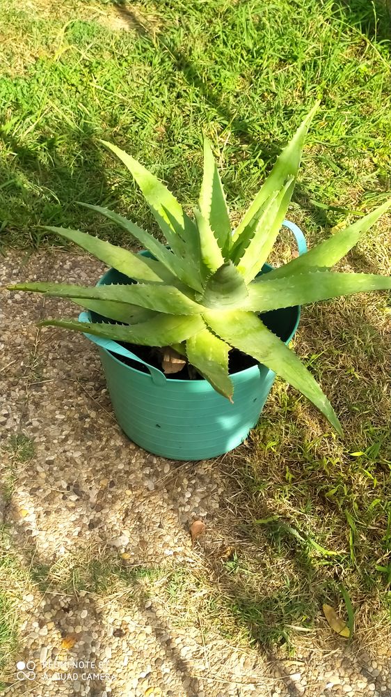 
PLANTE  agave 
20 Argel�s-sur-Mer (66)