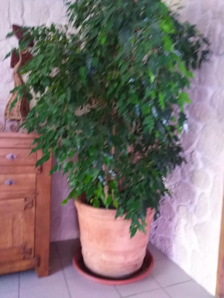 Plante d'appartement Ficus Benjamin 200 Carignan-de-Bordeaux (33)