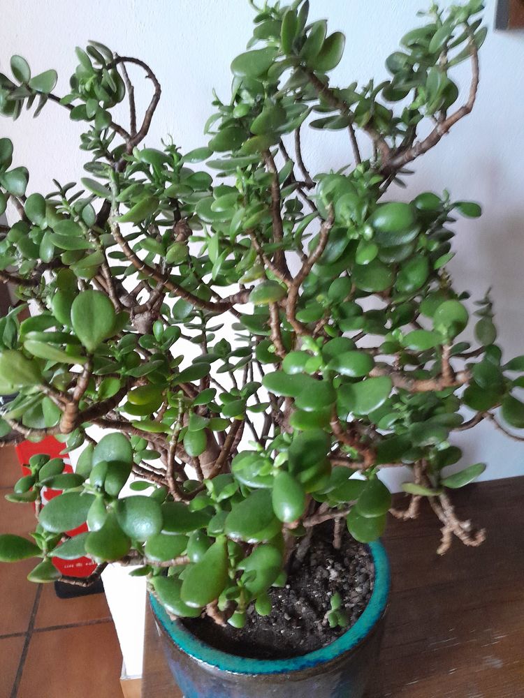 Plante d'appartement 20 P�ronnas (01)