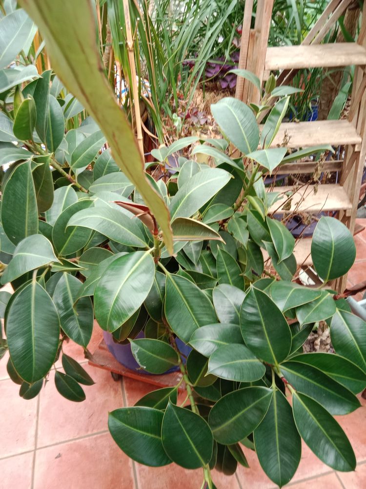 Plante d'appartement 25 Rieux (56)