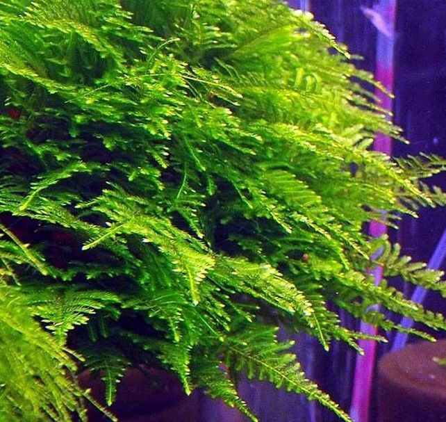 Plante aquarium Vesicularia montagnei 'Christmas moss' porti 5 Cagnes-sur-Mer (06)
