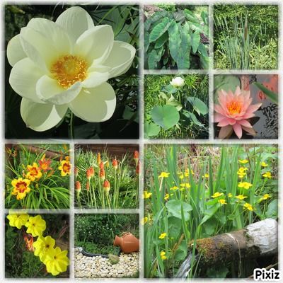 
plante aquatique : jardin du lavoir 
1 Saint-Yrieix-sur-Charente (16)