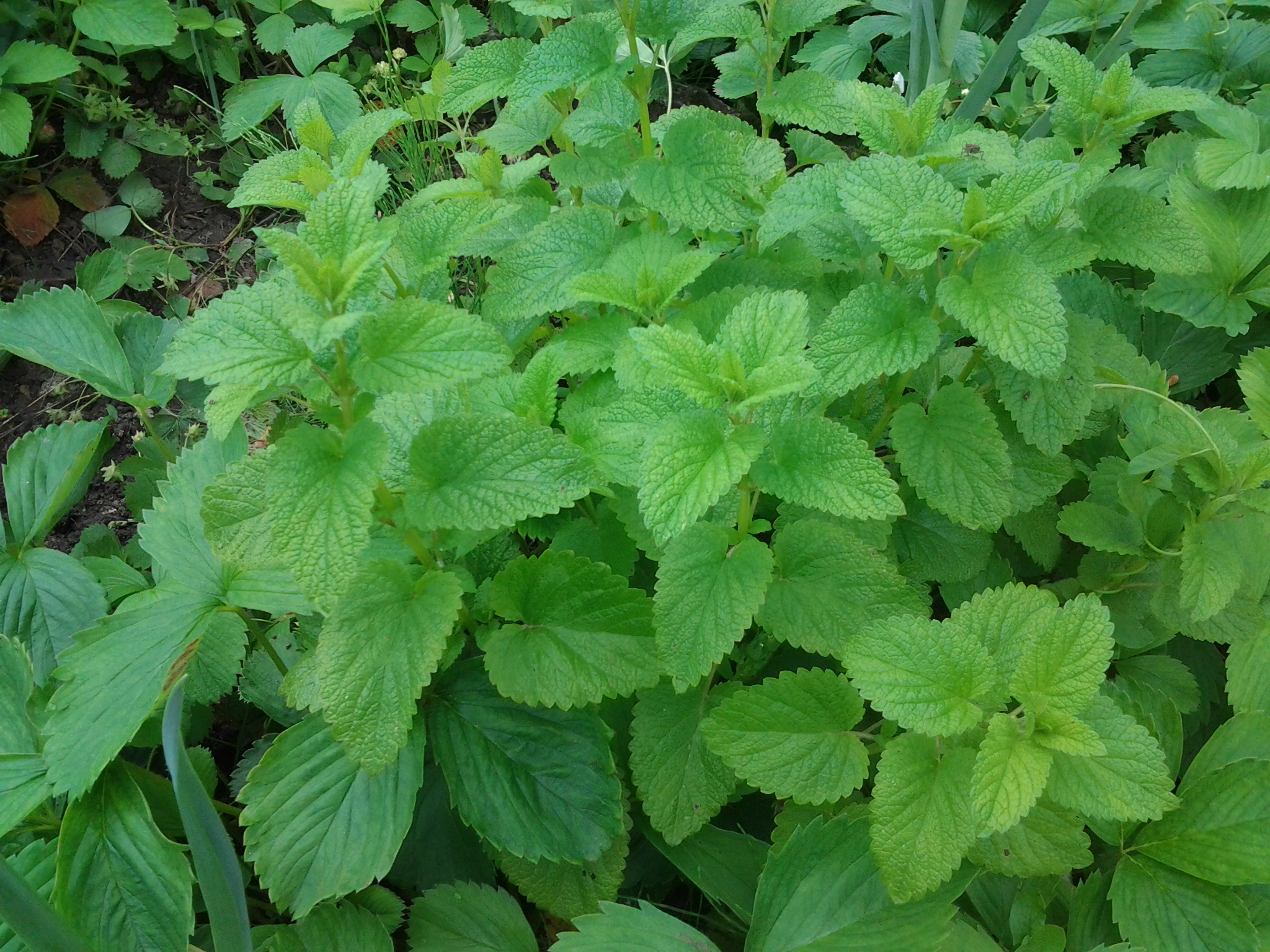 Plante Aromate 0 Bourbon-Lancy (71)