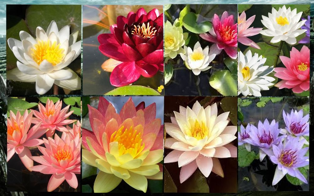 Plante de bassin : jardin du lavoir 1 Saint-Yrieix-sur-Charente (16)