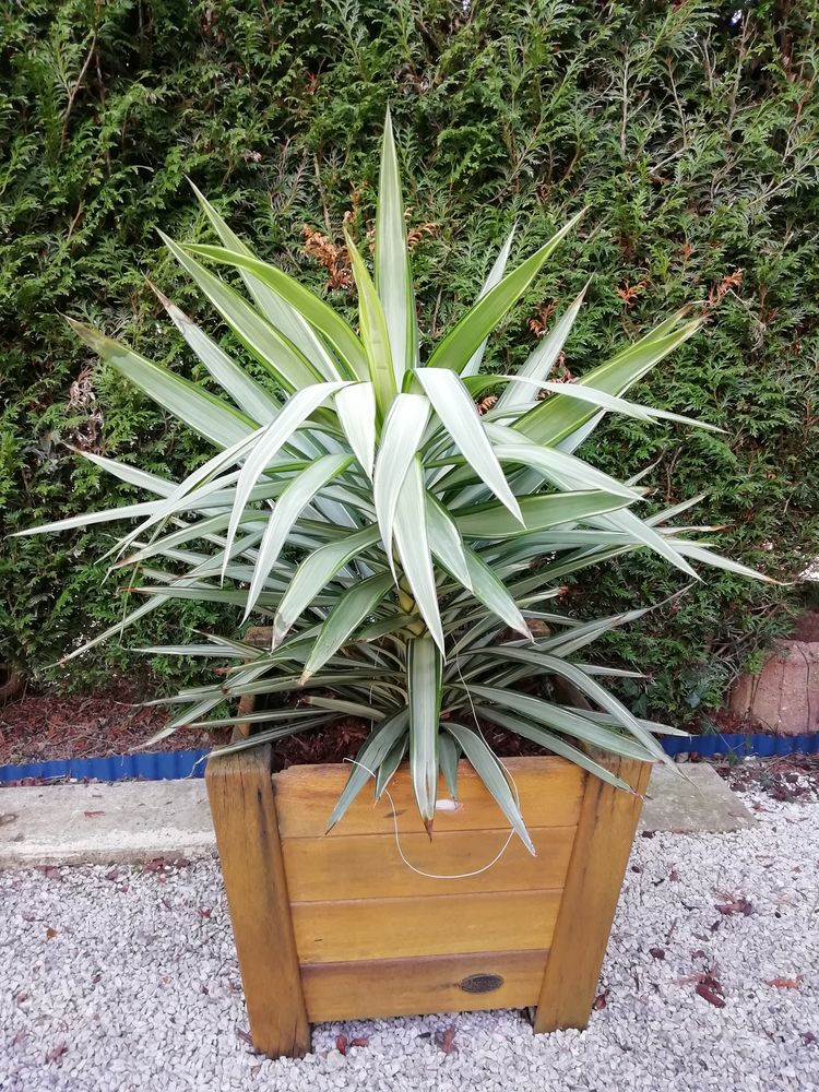 Plante dans leur bac en bois 40 Coigni�res (78)