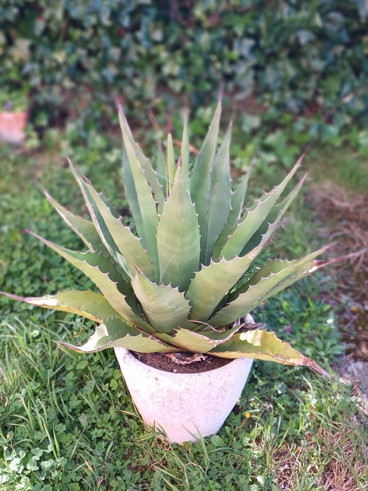 Plante ext�rieur 20 Graulhet (81)