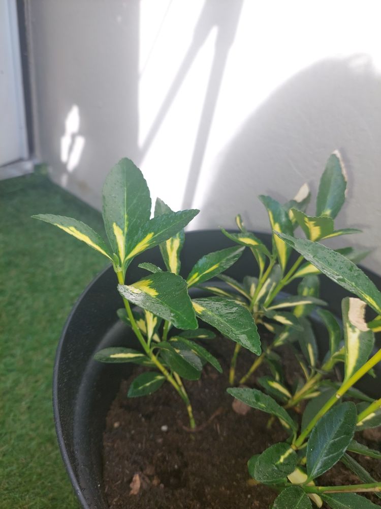 Plante fusain du japon 4 Vienne (38)