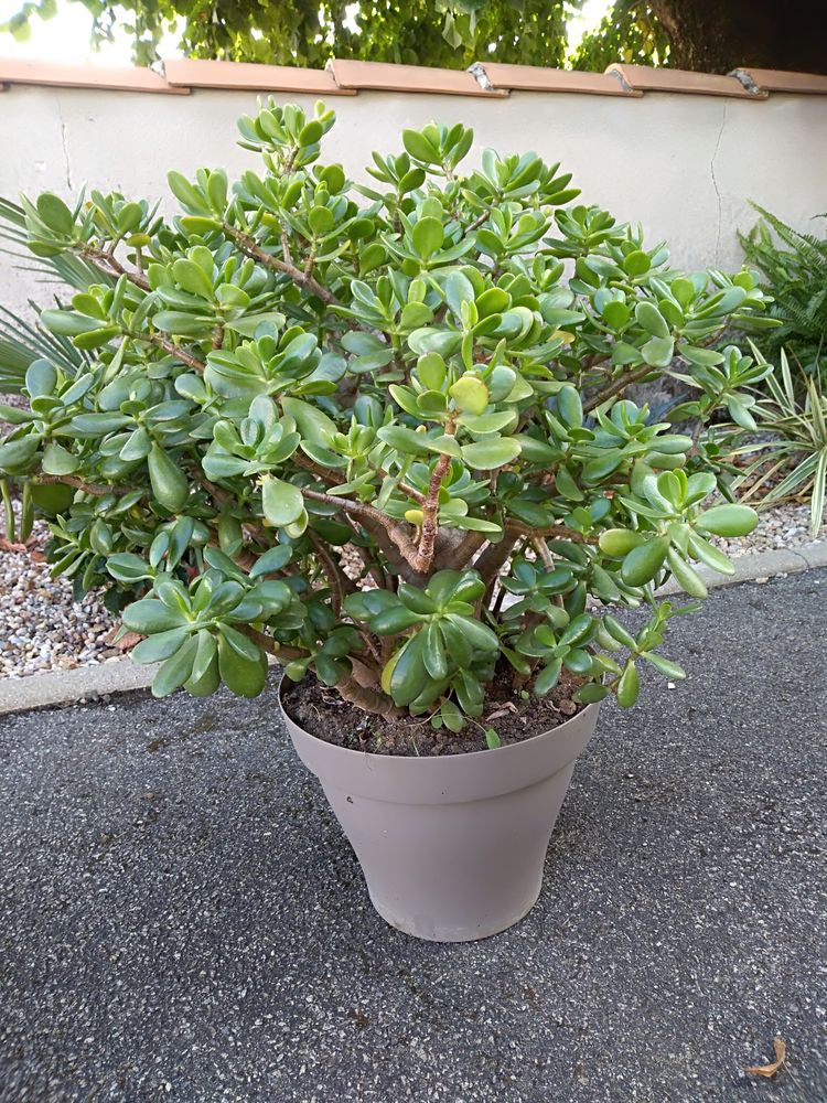 Plante Grasse Grasulla Ovata 25 Saint-Loup-Lamair� (79)