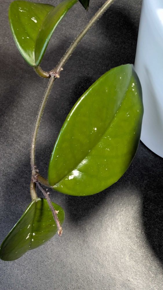 plante Hoya carnosa 8 Reichshoffen (67)