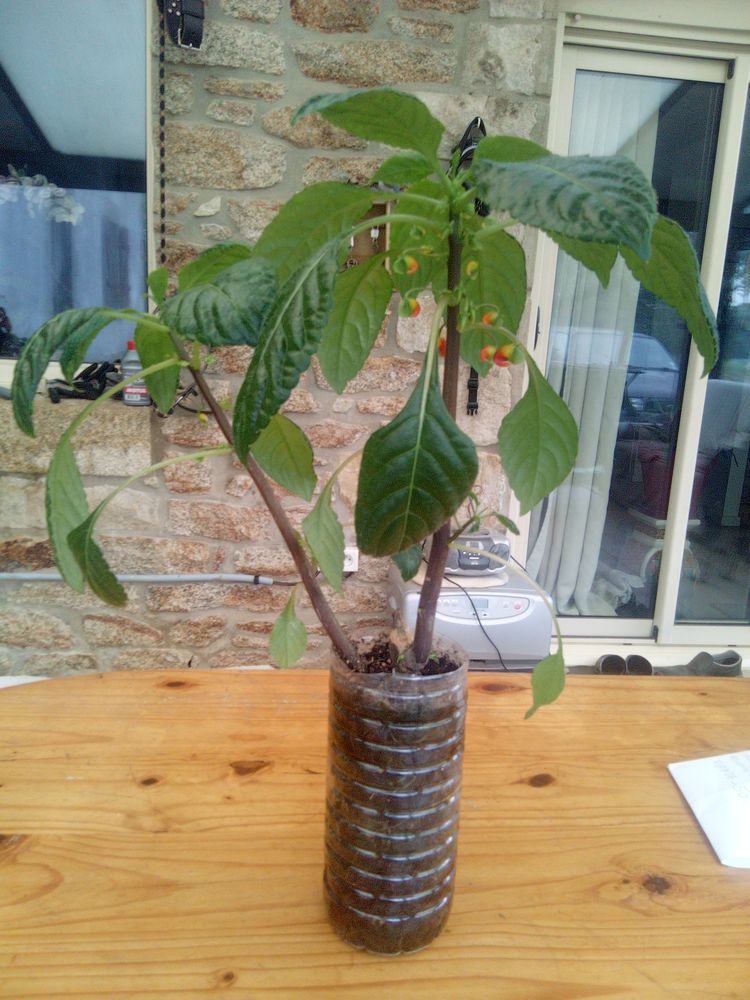 plante impatiens niamniamensis 10 Sca�r (29)