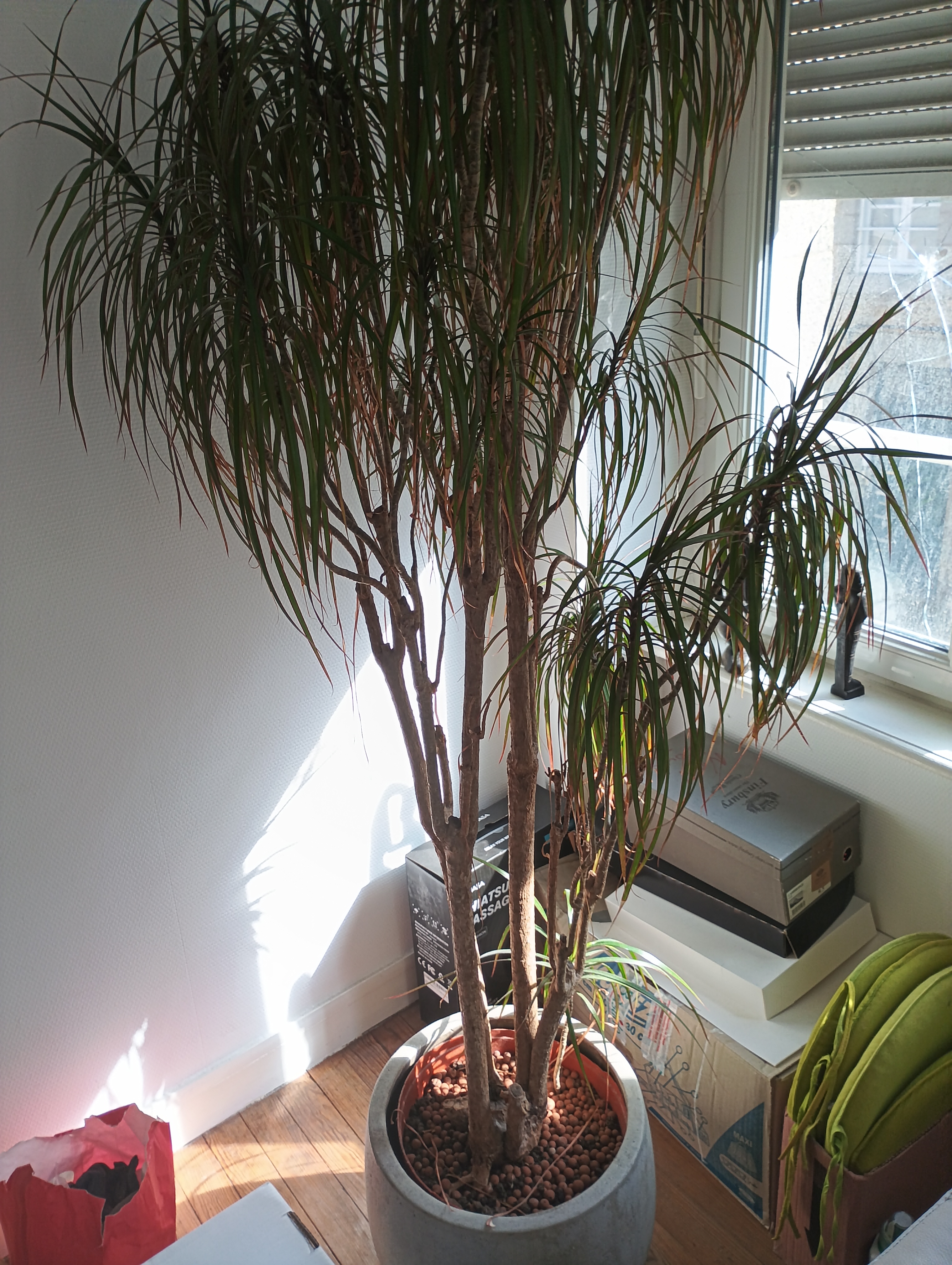 Plante d'int�rieur et son cache pot 119 Vire (14)