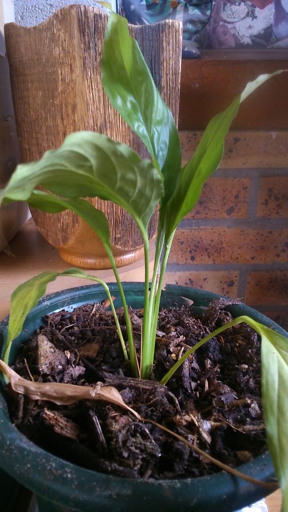 Plante d'int�rieur: fleur de lune (Spathiphyllum) 2 Chennevi�res-sur-Marne (94)