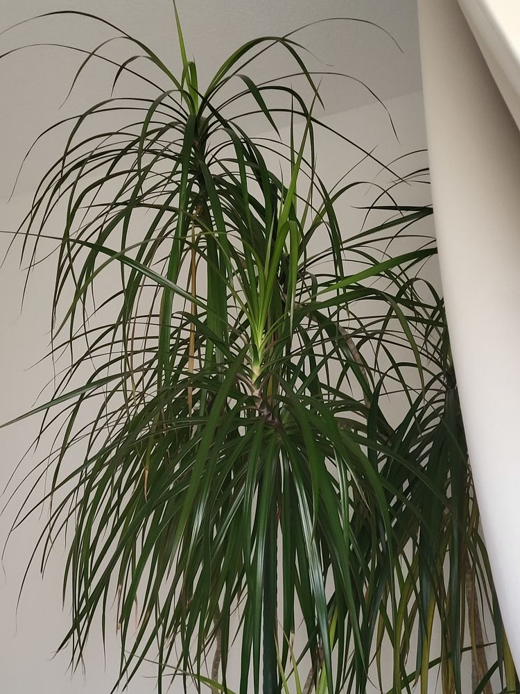 Plante d'int�rieur + 2m de haut 45 Villeneuve-la-Rivi�re (66)