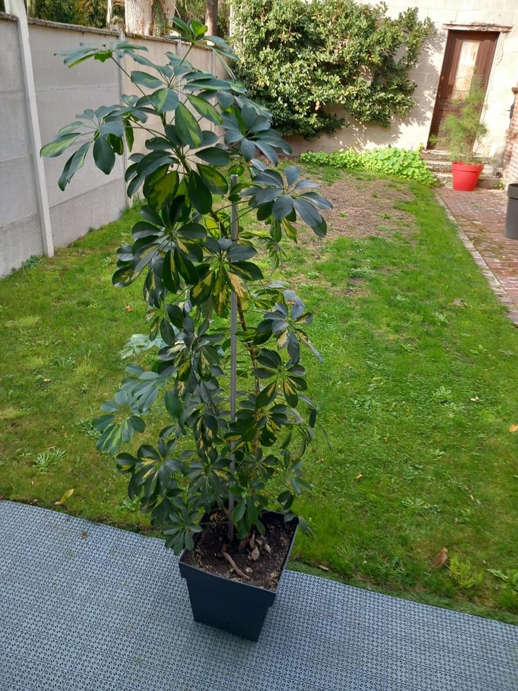 Plante d'int�rieur schefflera 30 Corbie (80)
