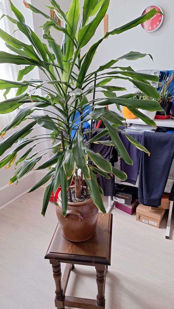 Plante d'interieur 50 Villeneuve-sur-Lot (47)