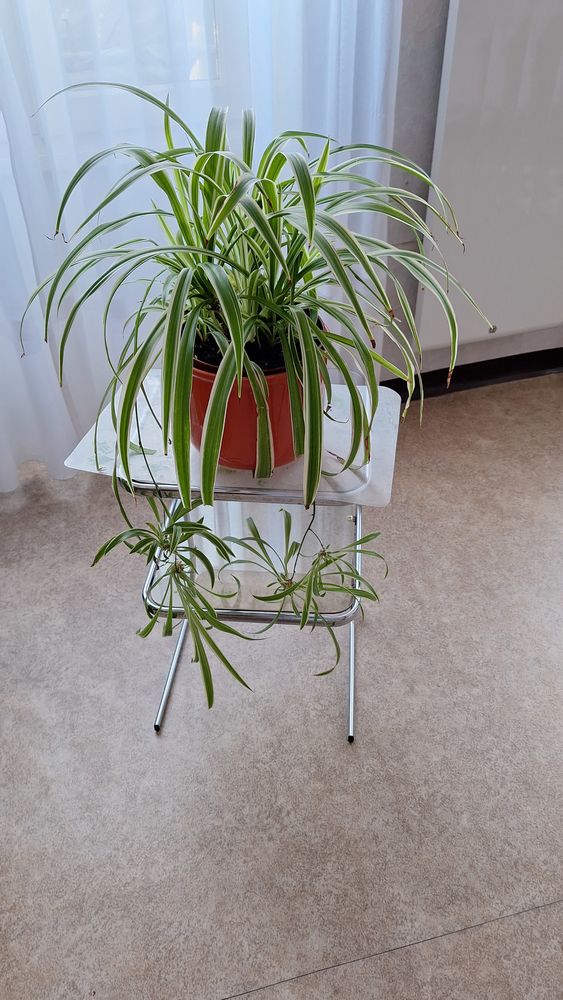 Plante d'interieur 20 Villeneuve-sur-Lot (47)