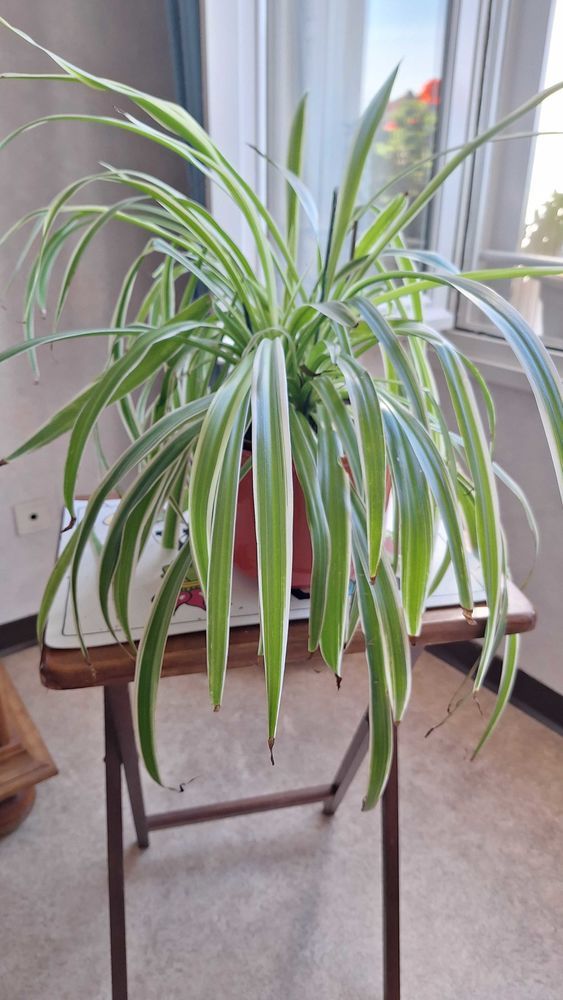 plante d'interieur 20 Villeneuve-sur-Lot (47)