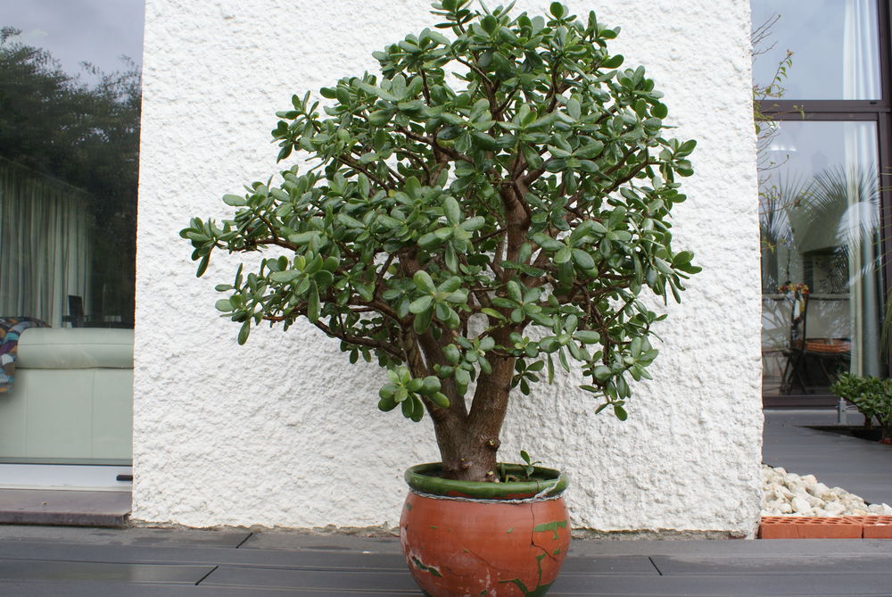 Plante de jade 60 Sainte-Colombe-en-Bruilhois (47)