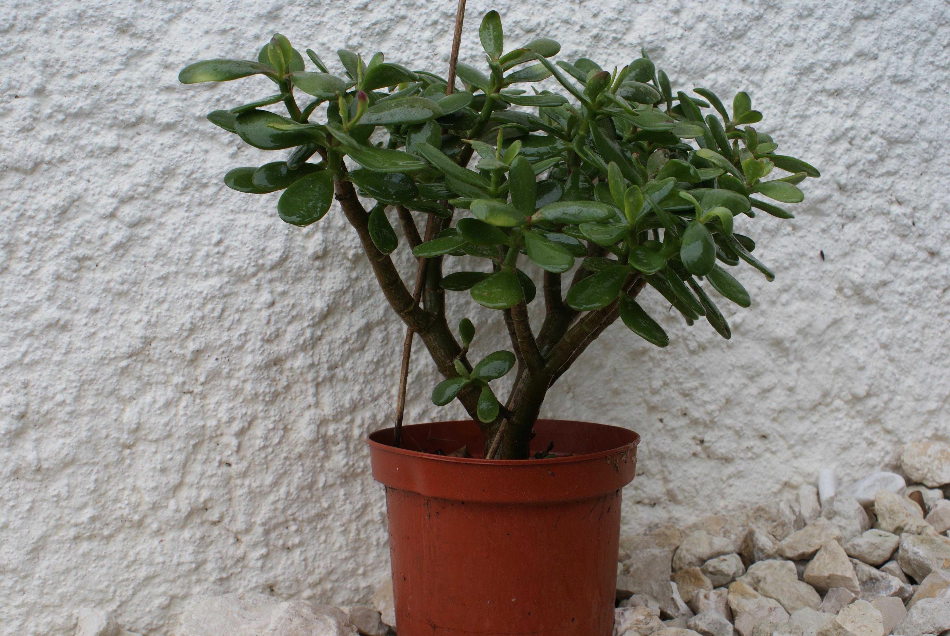 Plante de Jade 25 Sainte-Colombe-en-Bruilhois (47)