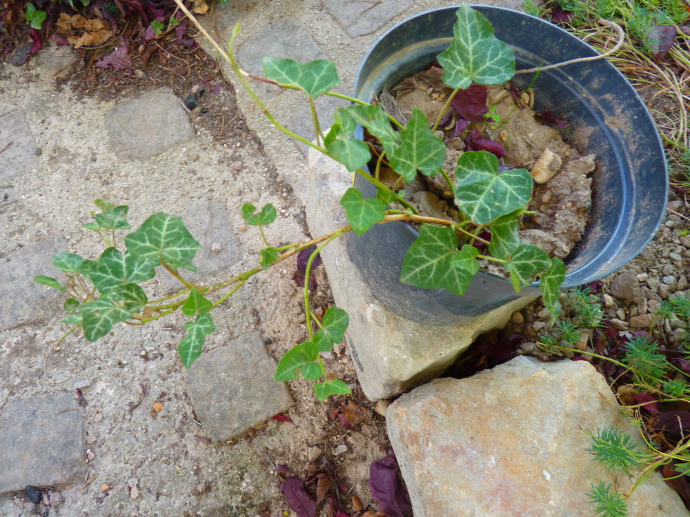 plante du jardin lierre commun en pot  1 Brienne-le-Château (10)