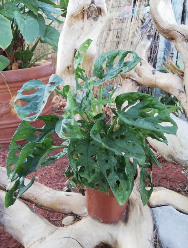 plante monstera monkey / adansonii 15 Bize-Minervois (11)