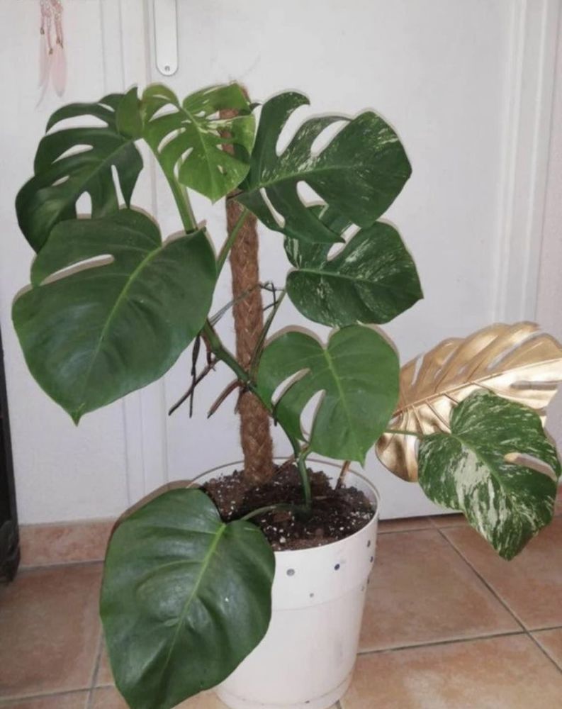 plante monstera variegata 180 Bize-Minervois (11)