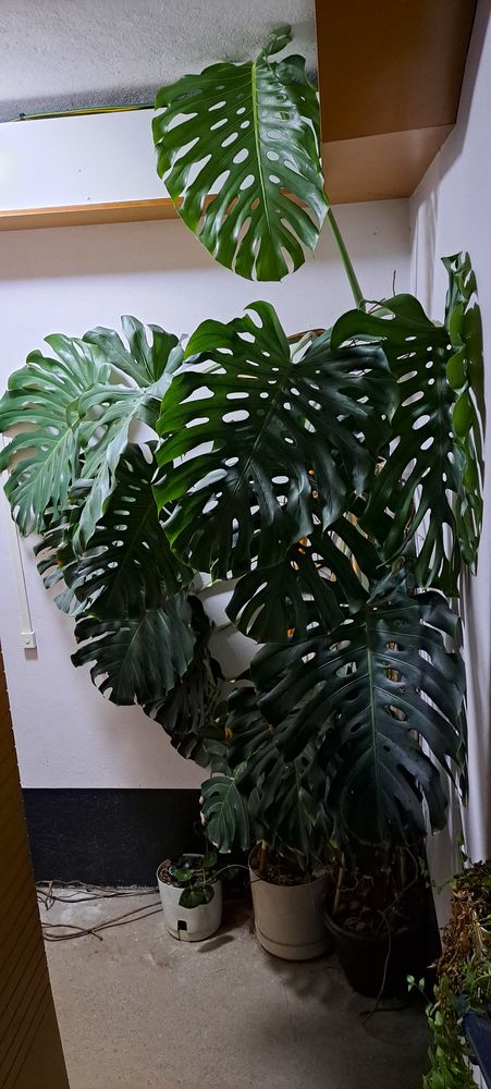 Plante mostera 190 Lyon 9 (69)