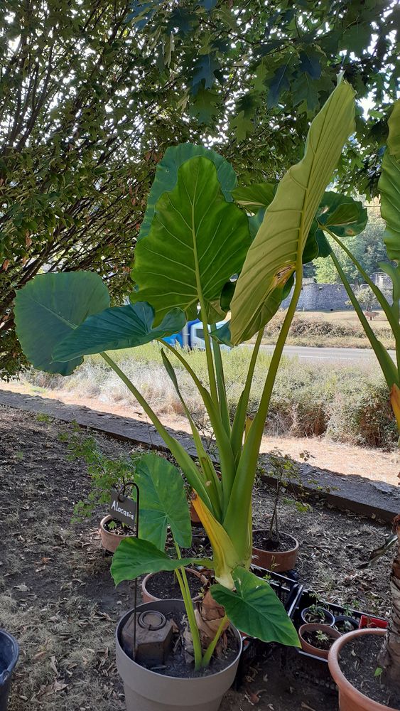 Plante oreille d'�l�phant ou Alocasia 70 Lalevade-d'Ard�che (07)