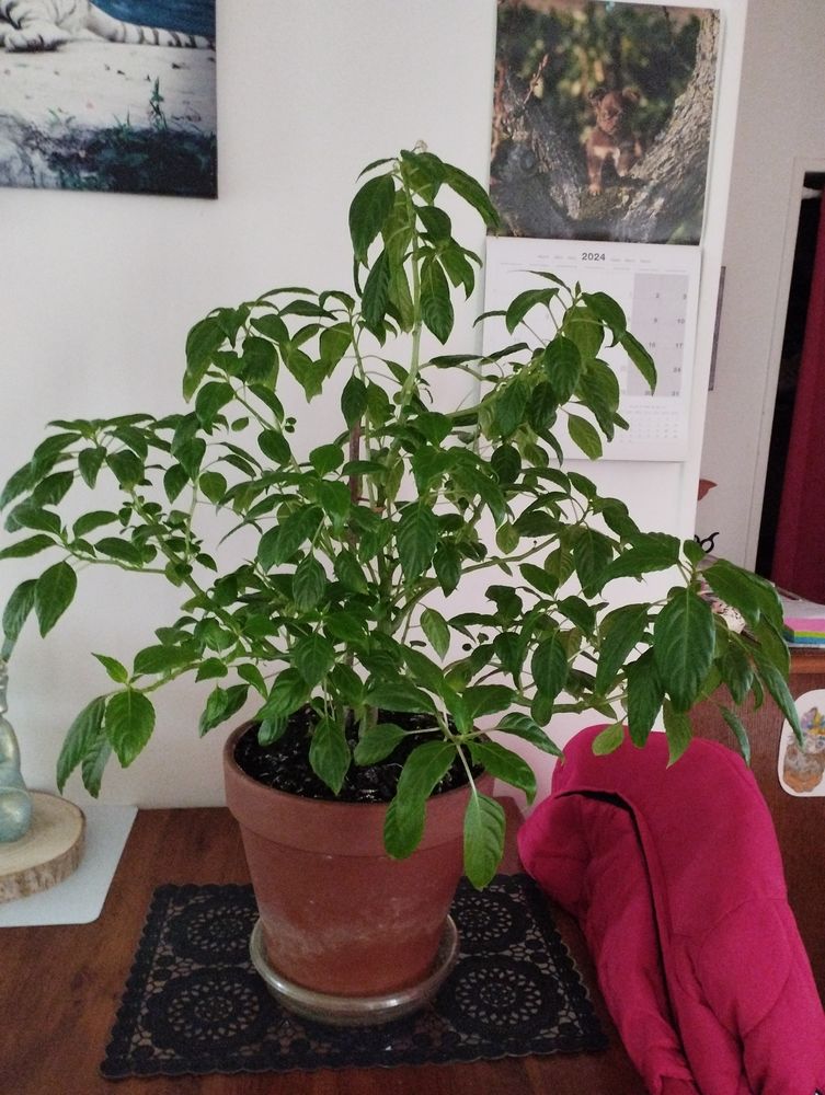 Plante pens�e 10 La Fert�-Vidame (28)