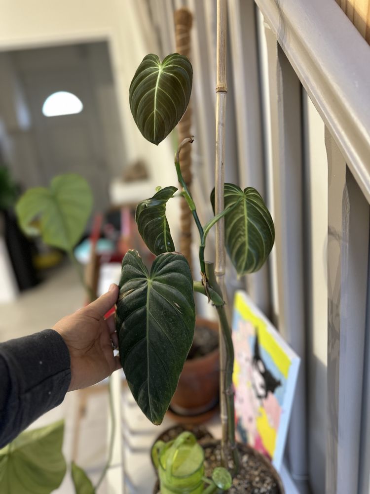 Plante Philodendron melanochrysum 30 Mormant (77)