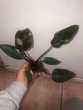 plante philodendron pink princess 25 Bize-Minervois (11)