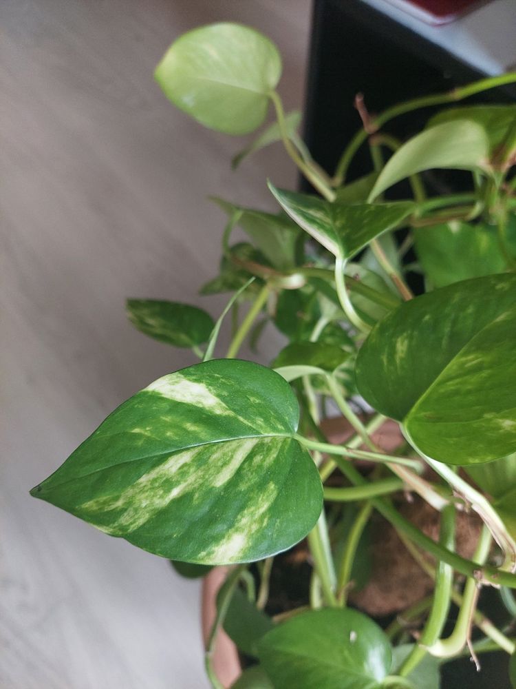 Plante pothos 4 Vienne (38)