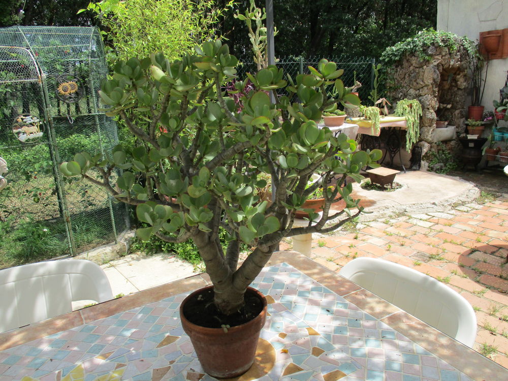 plante succulente 120 Boisset-et-Gaujac (30)