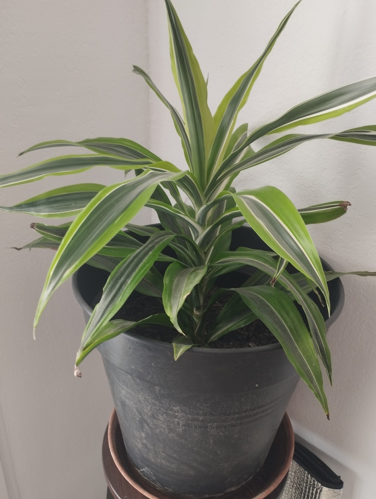 Plante verte ray�e en pot gris 20 Saint-Paul-Trois-Ch�teaux (26)