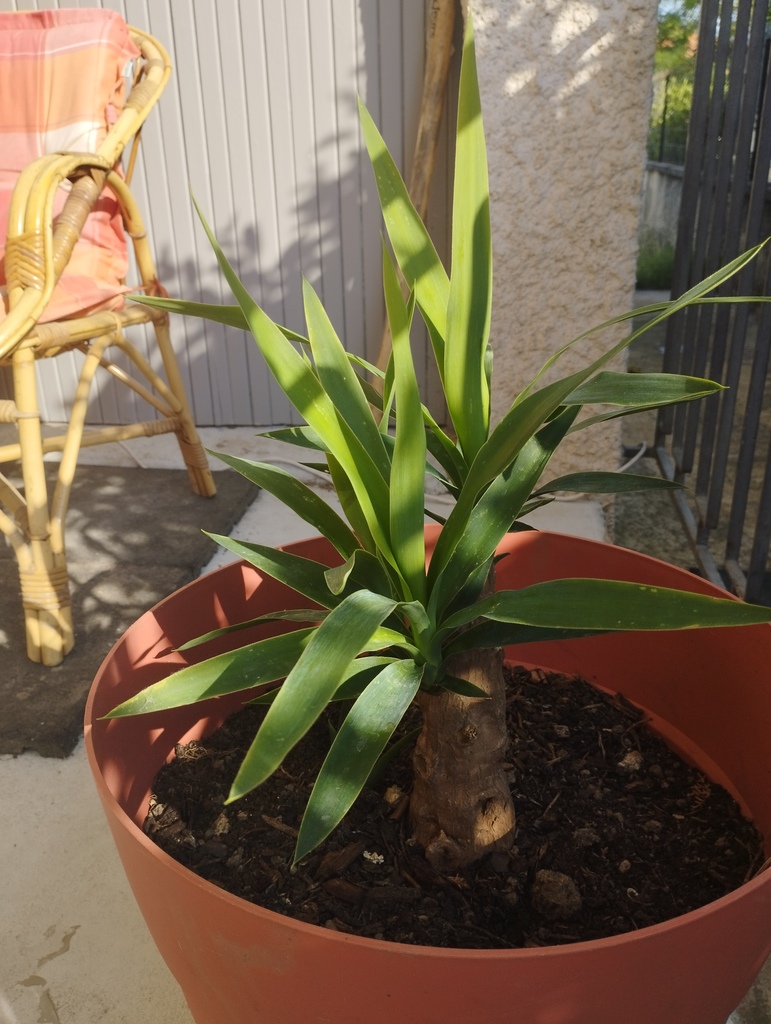 Plante Verte en Pot 20 Saint-Paul-Trois-Ch�teaux (26)