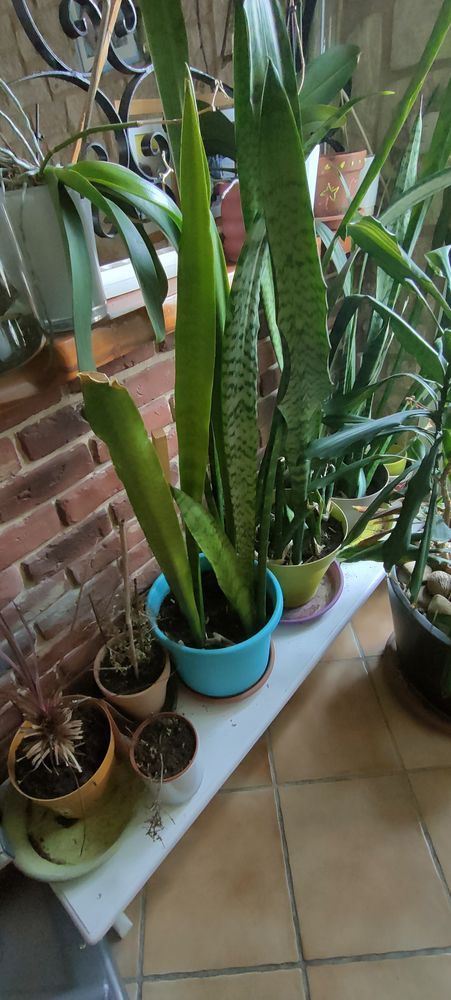 PLANTE VERTE 10 Charantonnay (38)