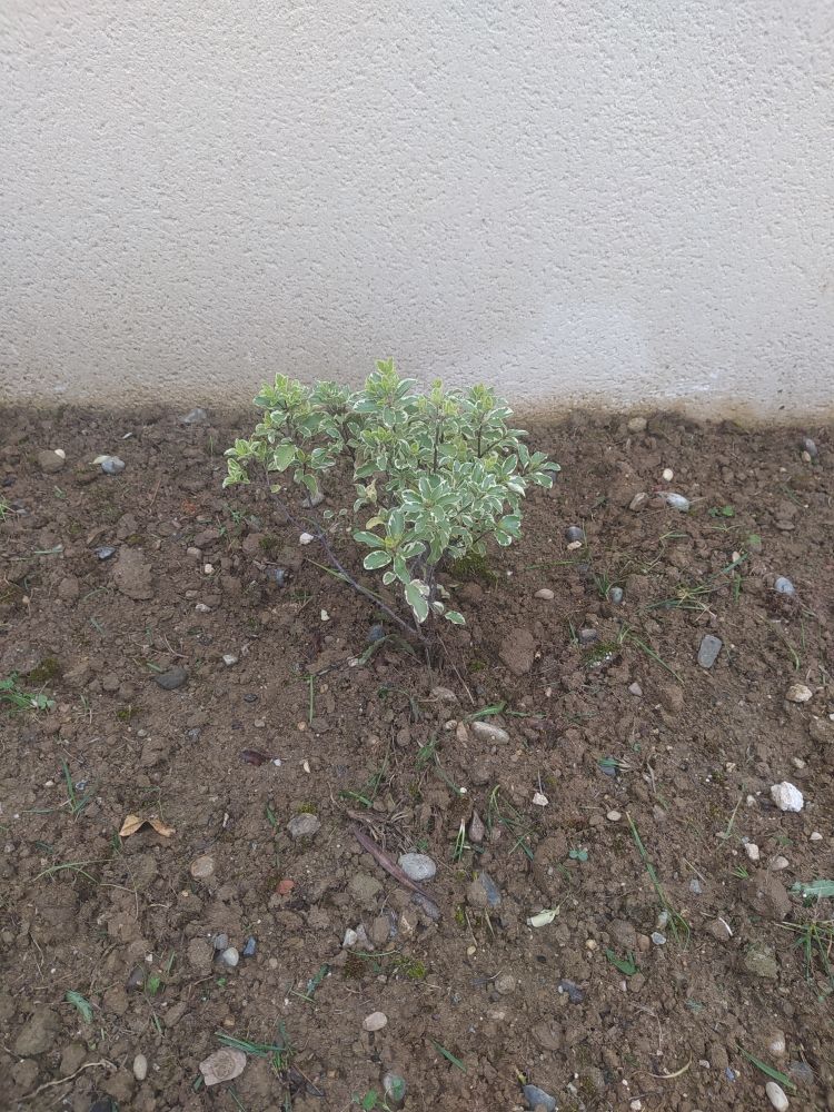 plante 10 La Tour-du-Crieu (09)