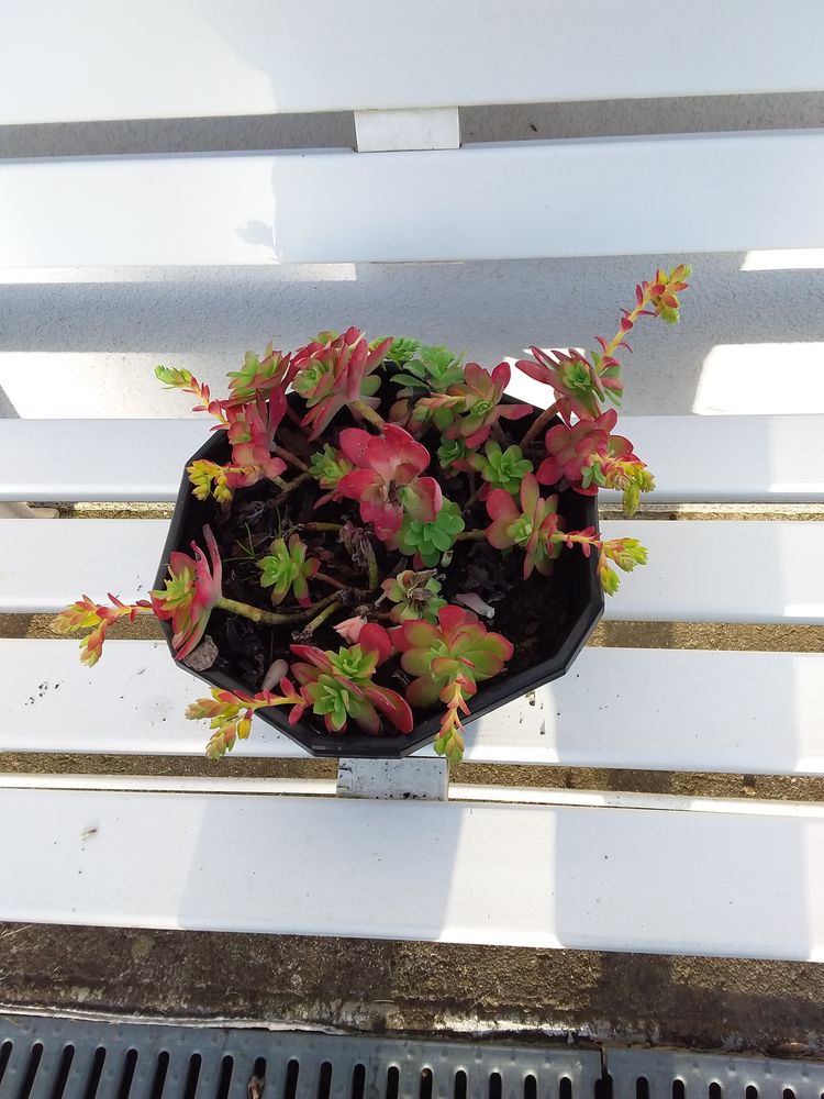 Plante. 5 Tournay (65)