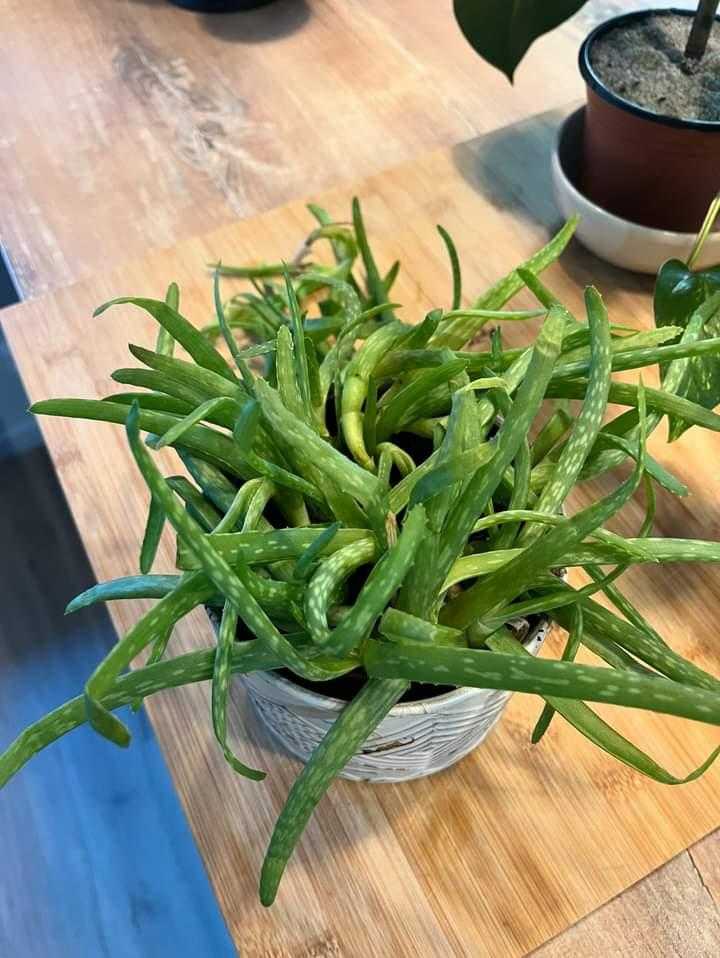 plante 5 Lyon 7 (69)