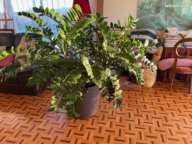 Plante ZZ 250 Pau (64)