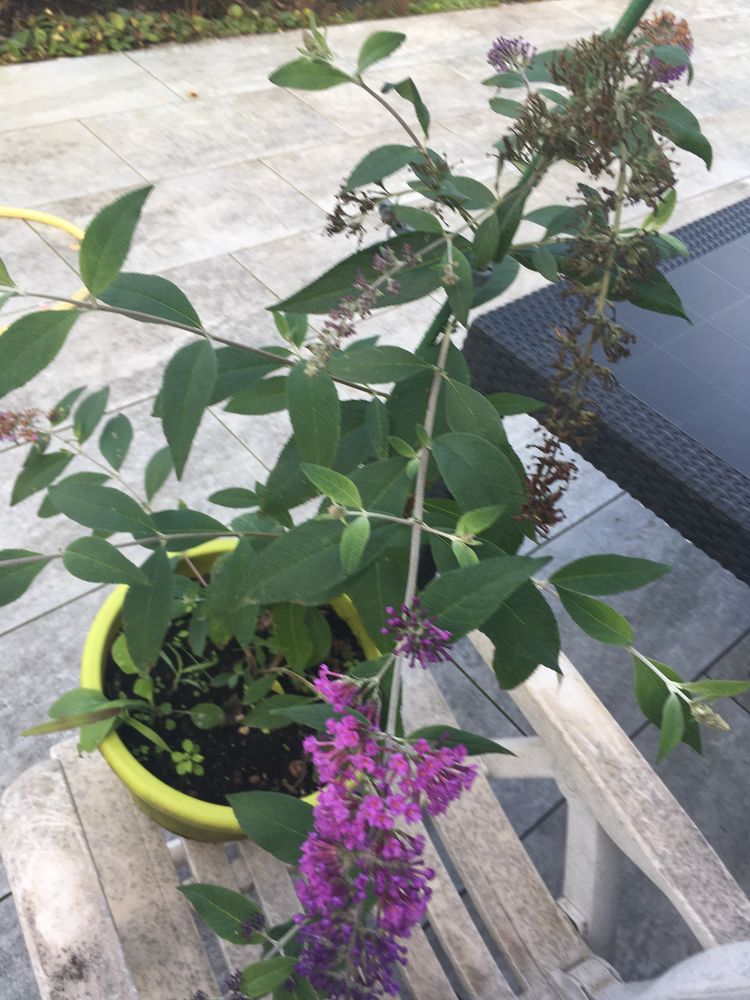 PLANTE 8 Frotey-l�s-Lure (70)