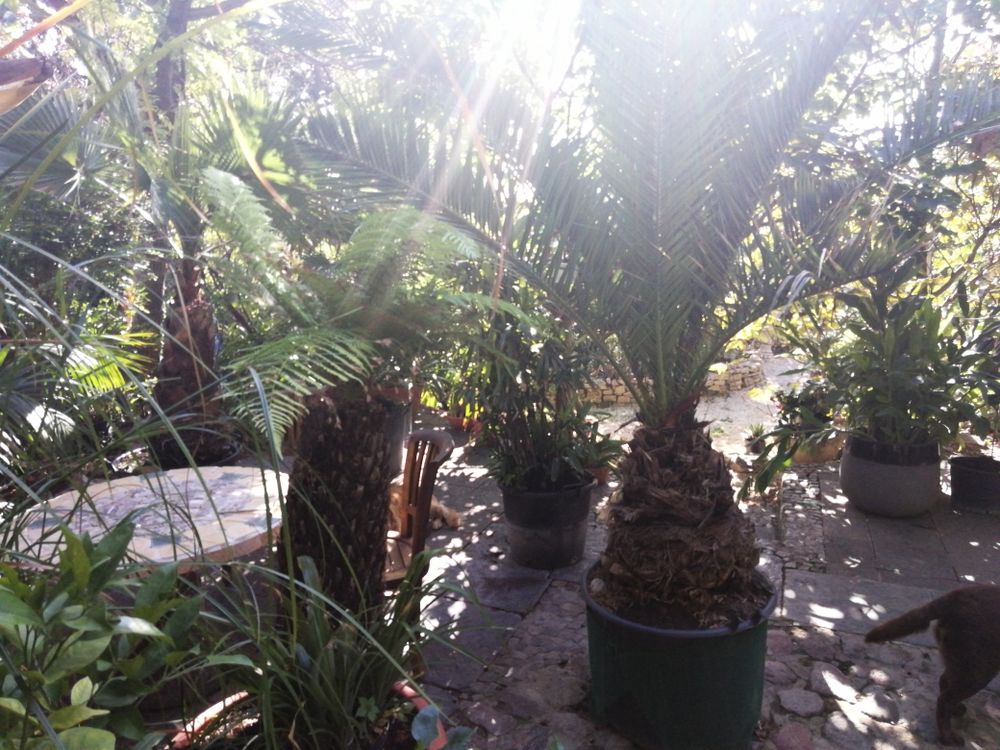 Planted pour le jardin 0 Le P�gue (26)