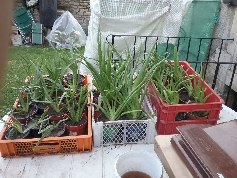Plantes Aleo vera 2 Thenissey (21)