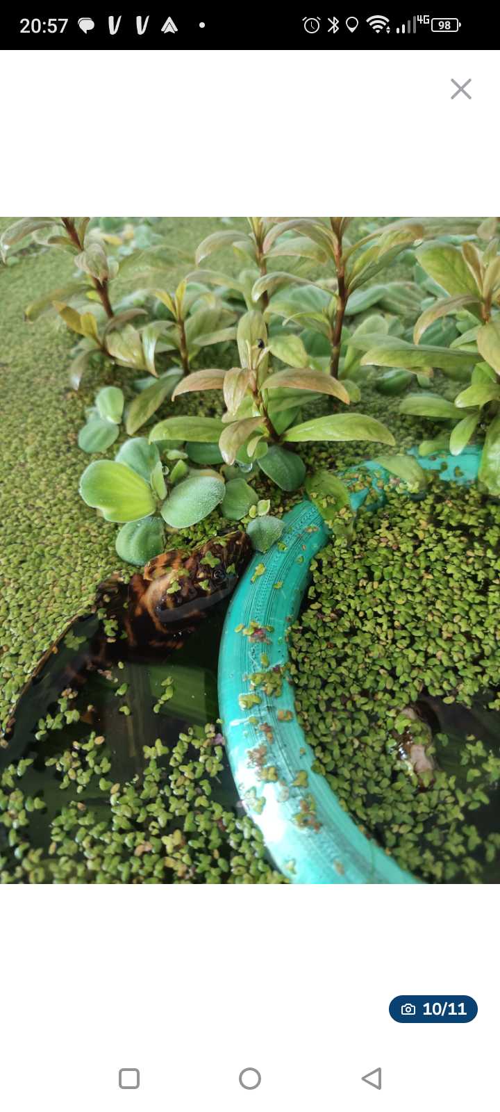 Plantes aquarium 5 Toulouse (31)