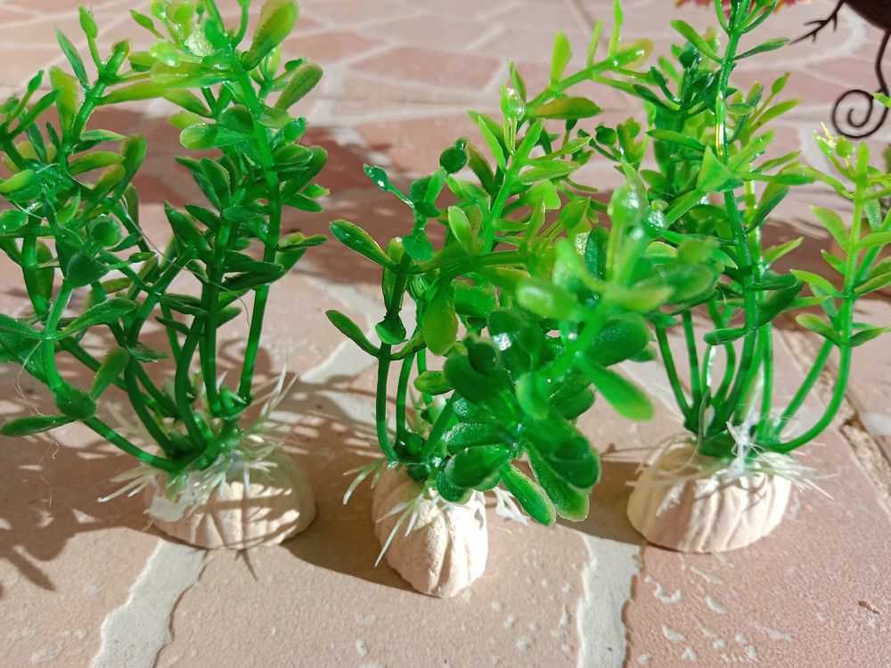 plantes aquarium 3 Saint-Andr�-d'Apchon (42)