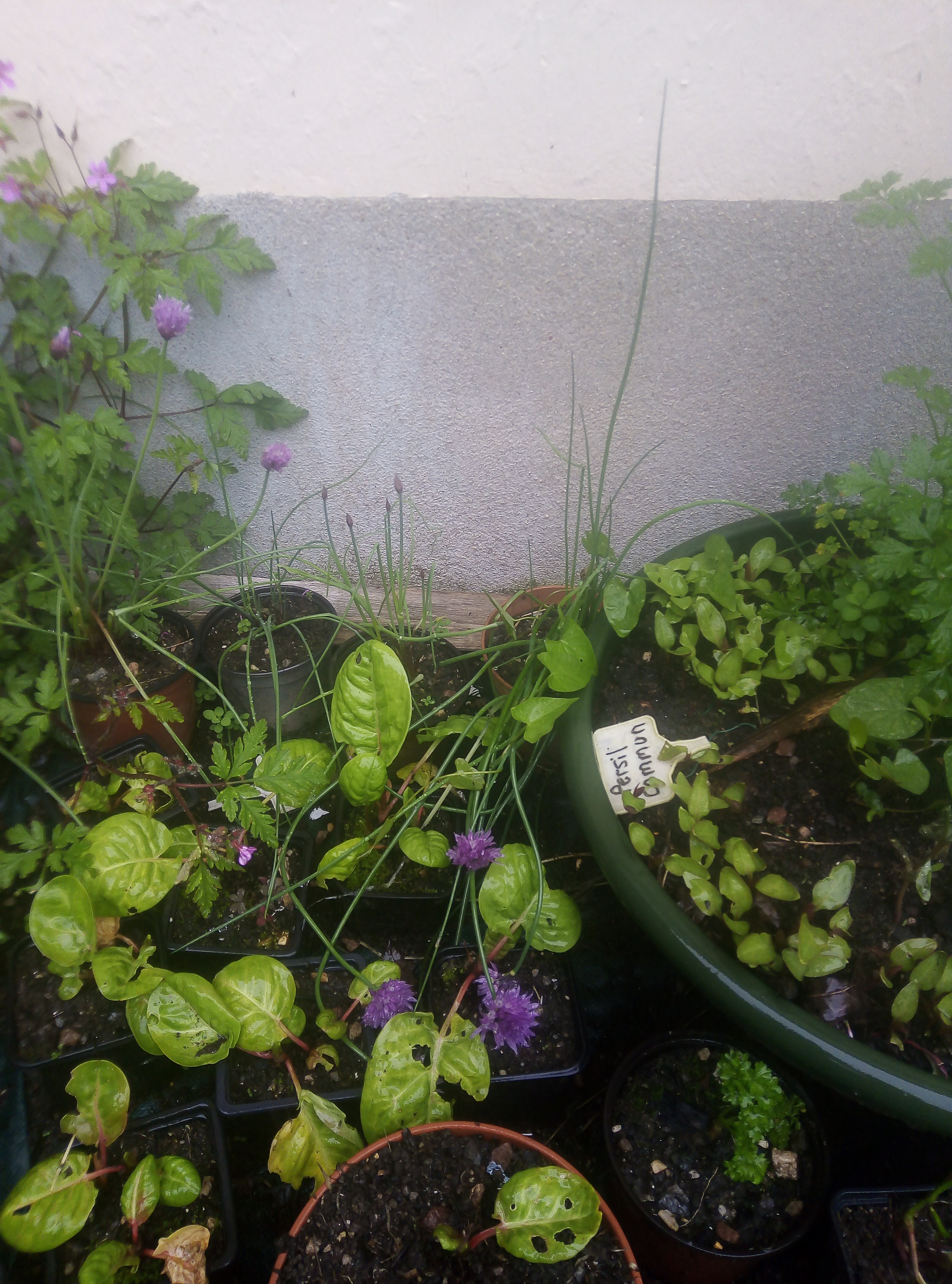 Plantes aromatiques. 3 Largeasse (79)