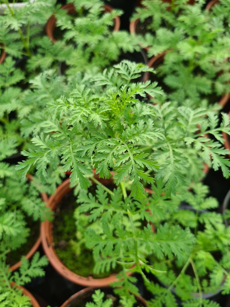 Plantes artemisia annua 5 Poey-d'Oloron (64)