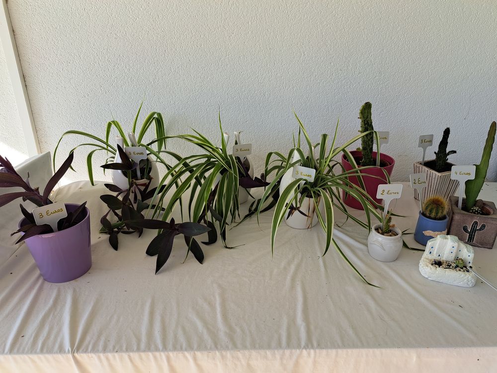 Plantes avec cache pots diff�rents  petits prix 3 Agen (47)