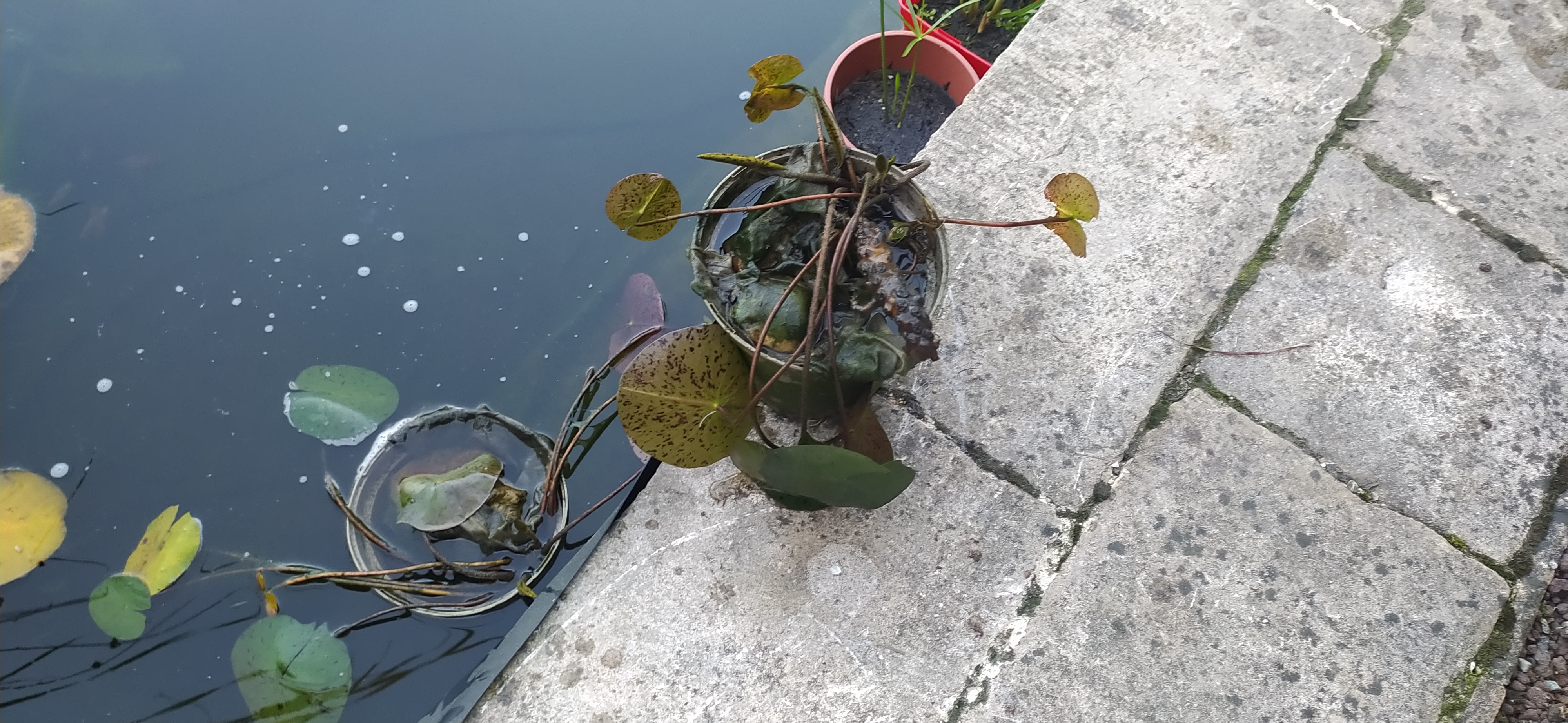 plantes de bassin  et koi 5 Jonchery-sur-Vesle (51)