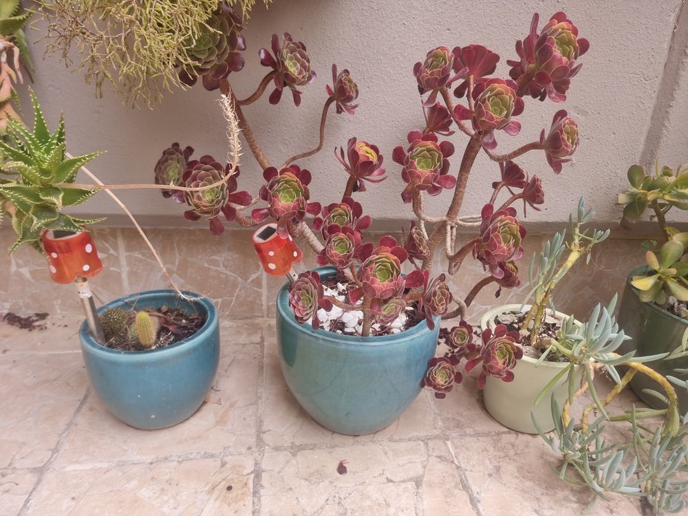 de plantes en pot c�ramique en pot pvc d ext�rieur 50 Istres (13)